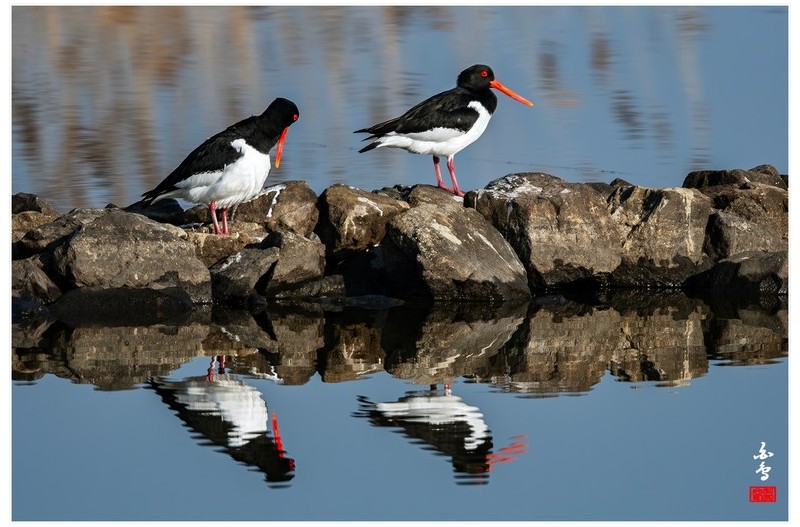 검은머리물떼새