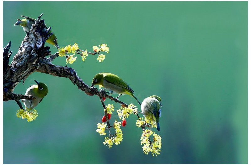 아름다운 산수유`