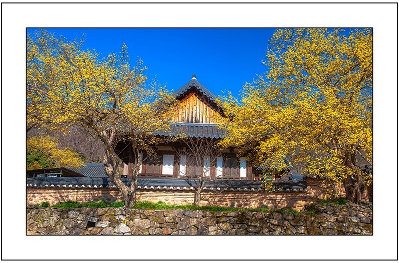 산수유 핀 풍경...
