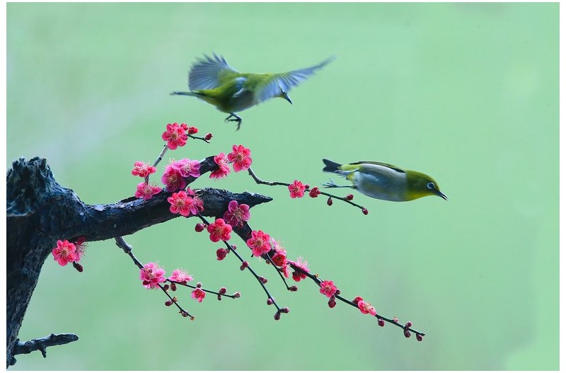 홍매와 동박새`