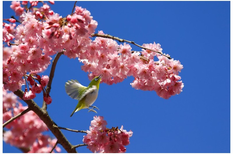 벗꽃과 동박새`