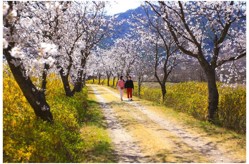 봄 향기을 찿아서---`