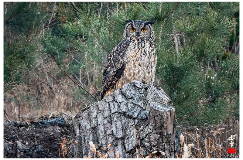 수리부엉이 모음