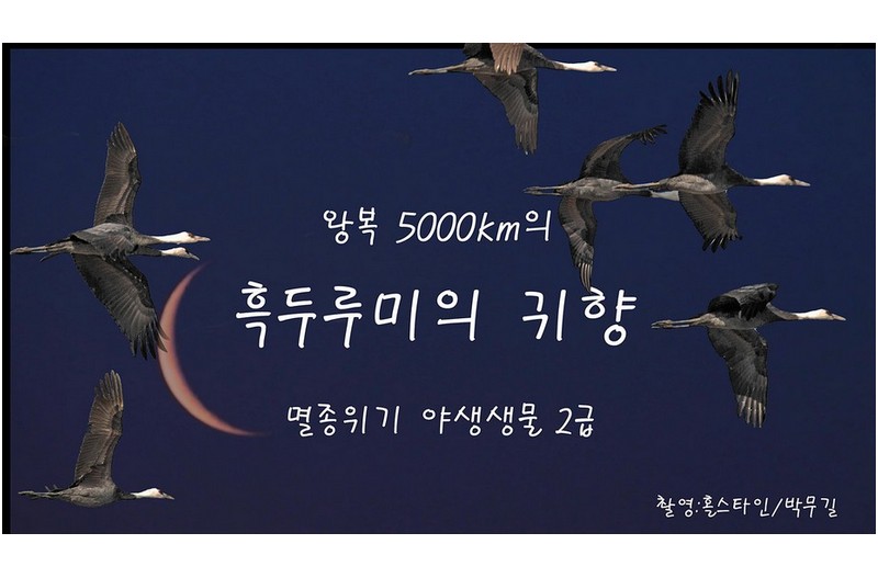 흑두루미의 귀향