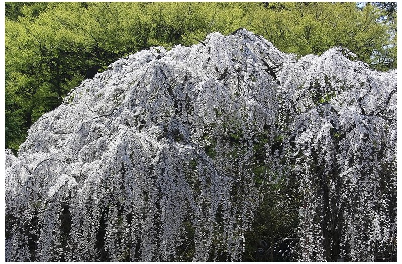 수양버들 벗꽃`