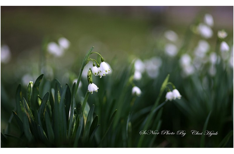 ㅡㅡㅡ   선암호수 공원의 꽃   ㅡㅡㅡ