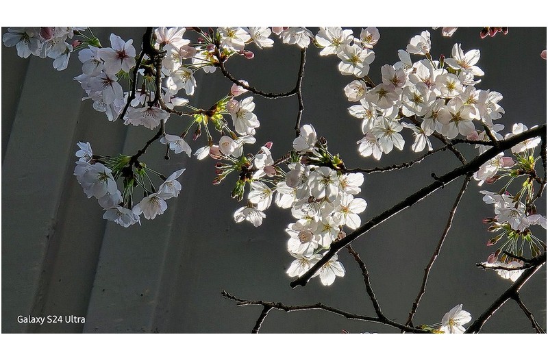 오늘 아침  뜨락에서 ---