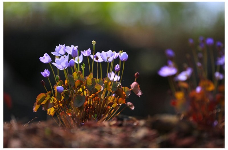 깽깽이,단풍취,미치광이풀