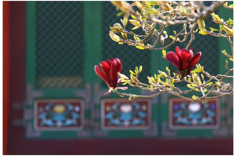 홍목연과 황목연`