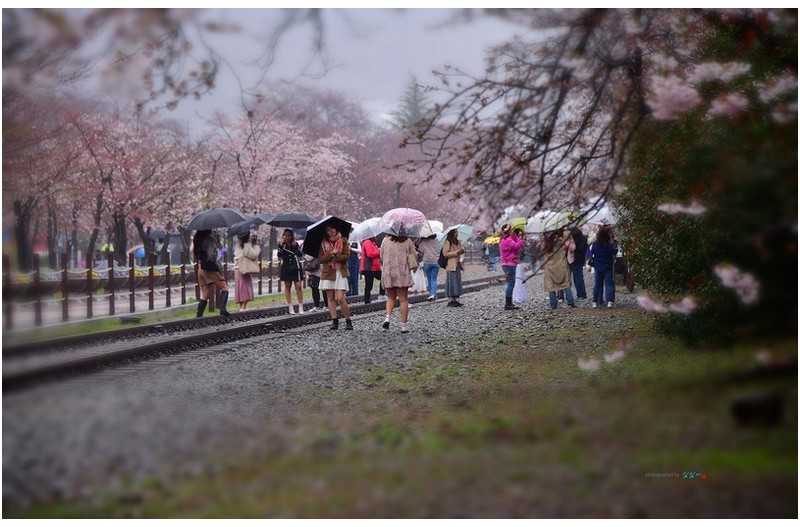 2024 진해 경화역