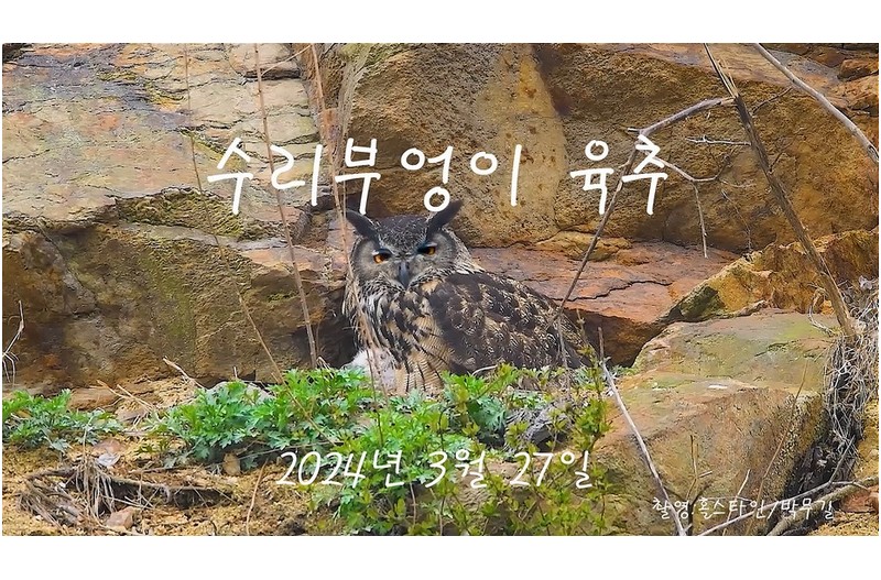 군산 수리부엉이