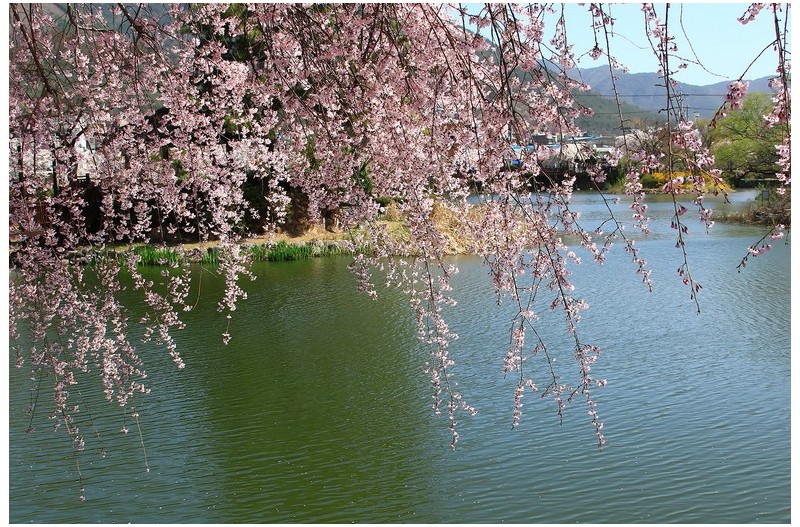 영산지의 벗꽃`