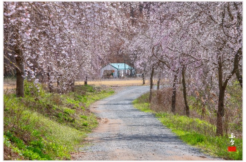 남지 개비리 (능수벚꽃길)