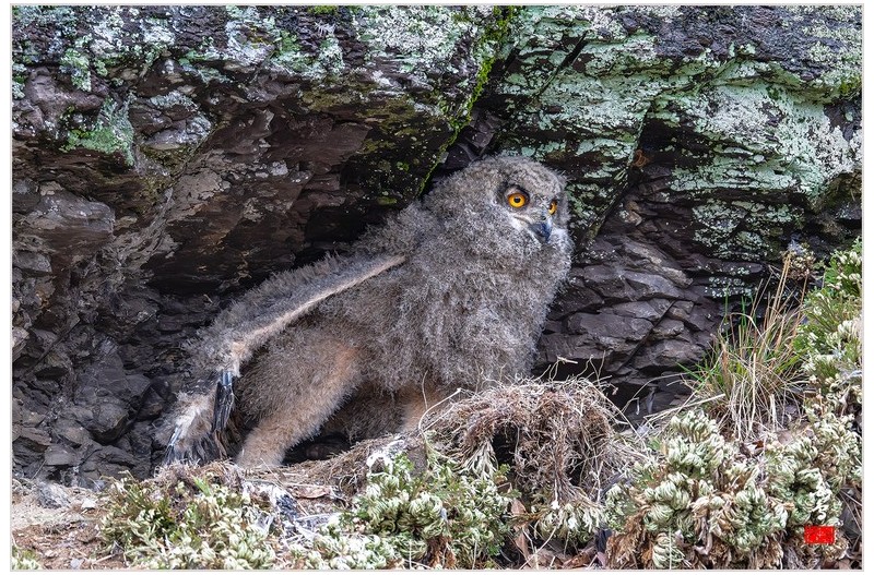 수리부엉이 유조