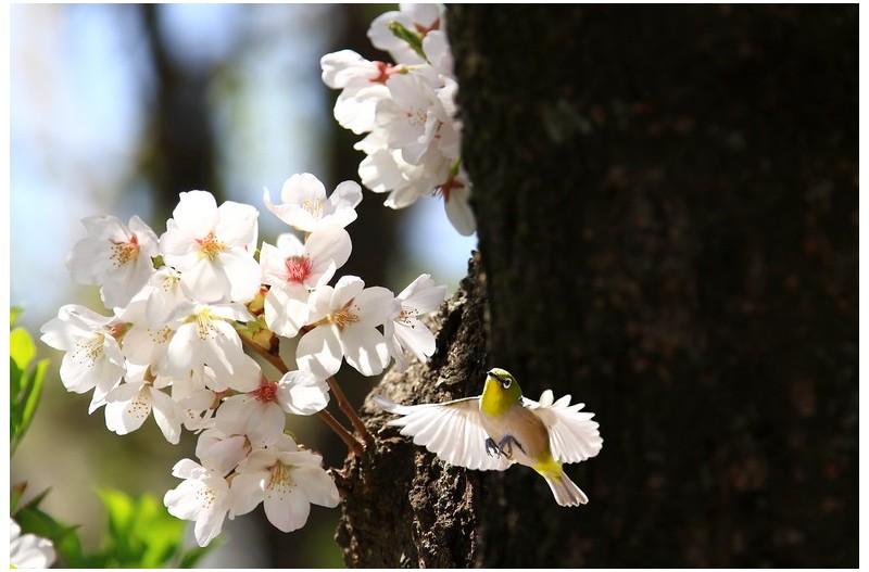 꽃술과 꿀을 따는 동박이`