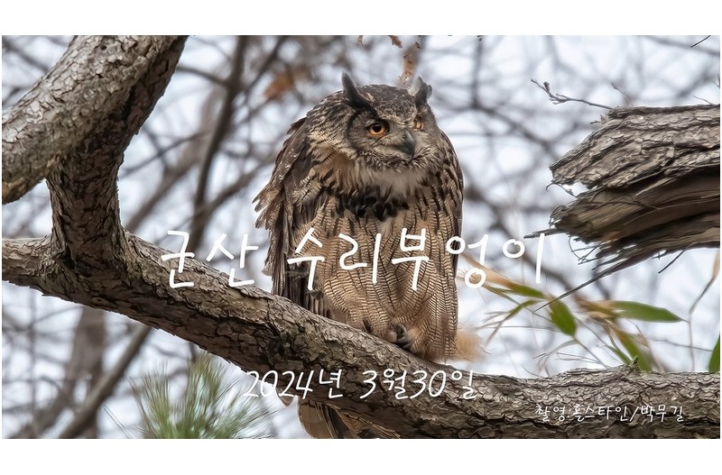 군산 수리부엉이-2탄