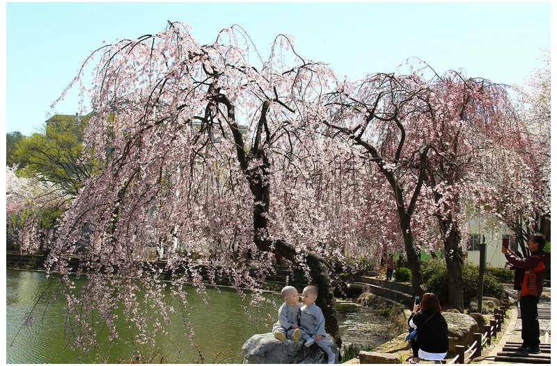 동자스님 봄 나더리`
