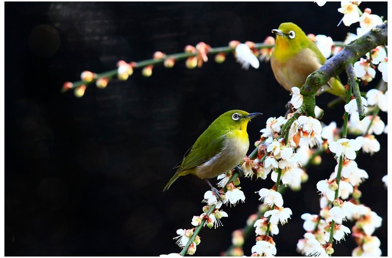 매화에 들어온 새`
