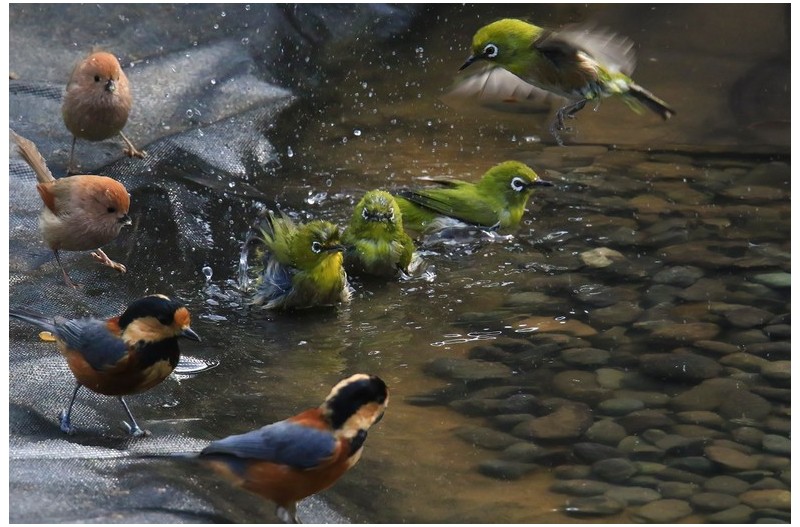 모욕하는 새들`