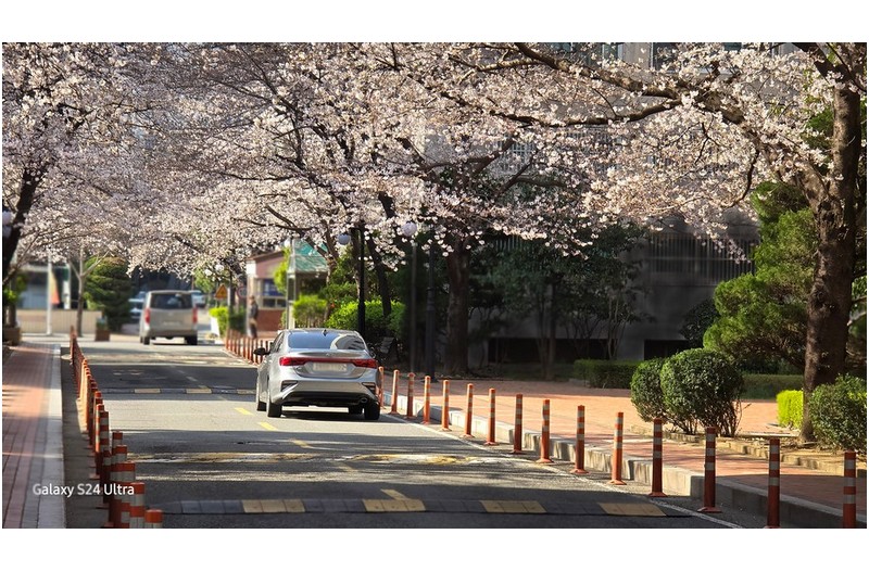골목길의 벗꽃 ----