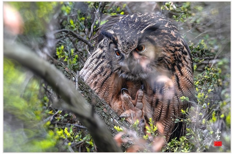 사문진 수리부엉이