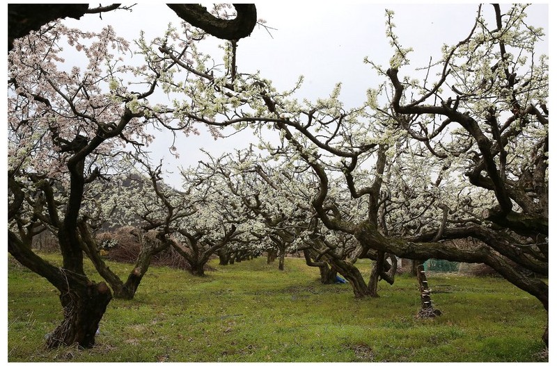 자두꽃 피는마을