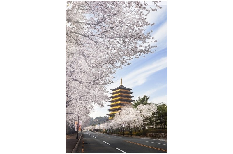 경주 벚꽃