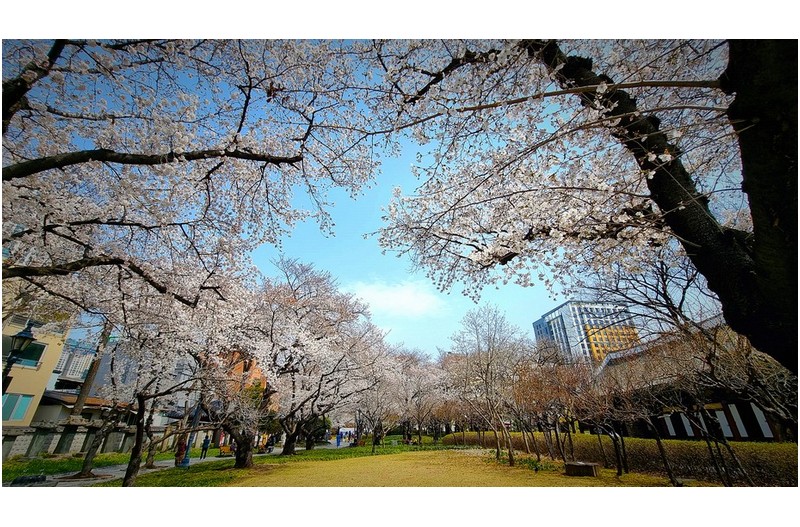 경상감영공원 벗꽃