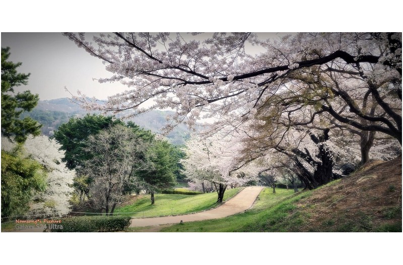 구지봉의 봄 ---