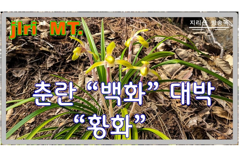 신비에 가까운 산채 춘란