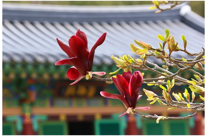 아름다운 홍목연`