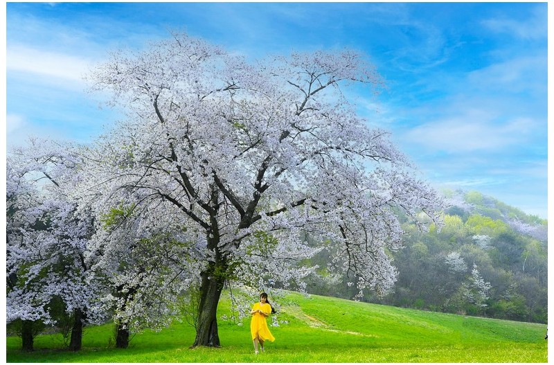 용유저수지의 봄 여인