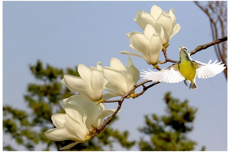 아름다운 목연`