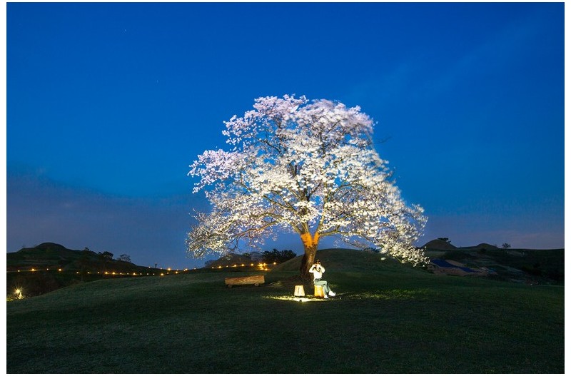 밤에 피는 벚꽃
