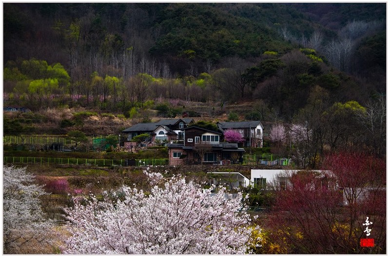 각북 은사시나무 풍경이 ~~
