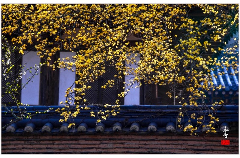 기와에 내린 산수유