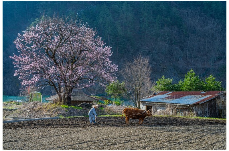 봄날은 간다,,,,