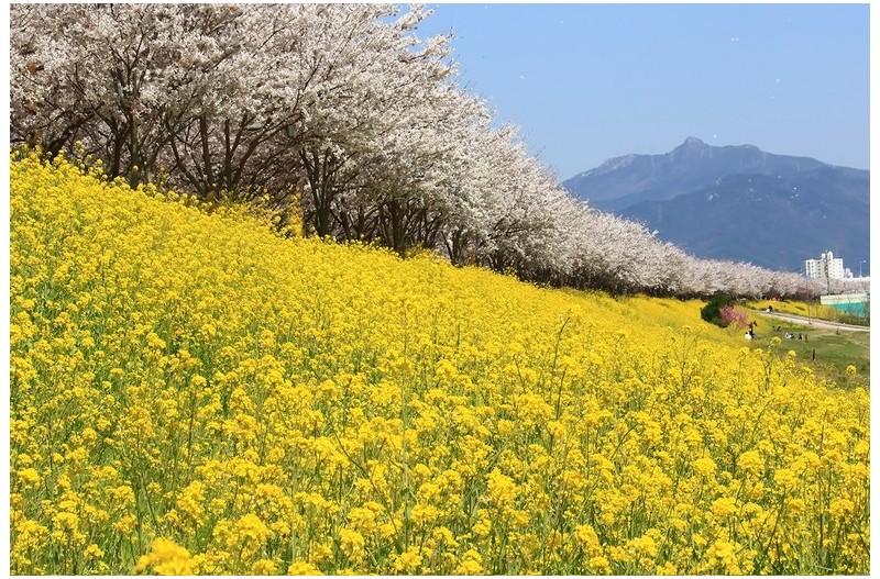 유채와벗꽃그리고 살구꽃`
