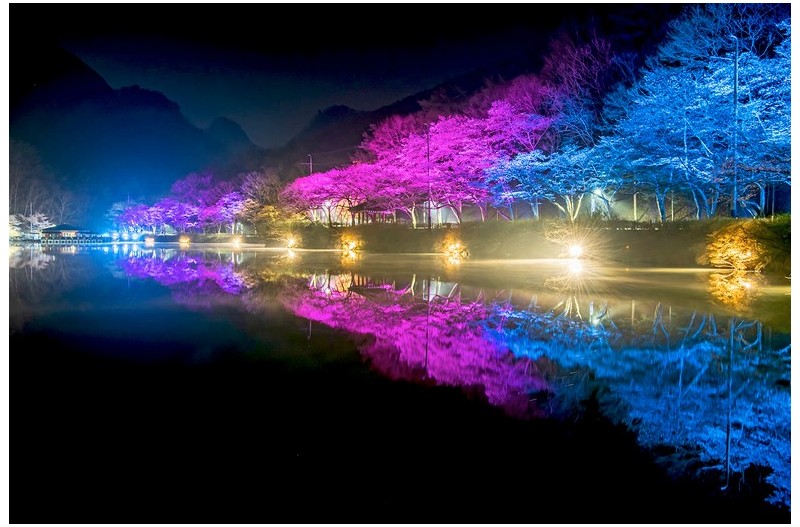 마이산벚꽃 반영