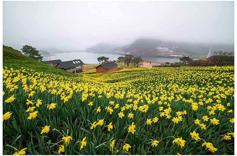 치즈랜드 수선화
