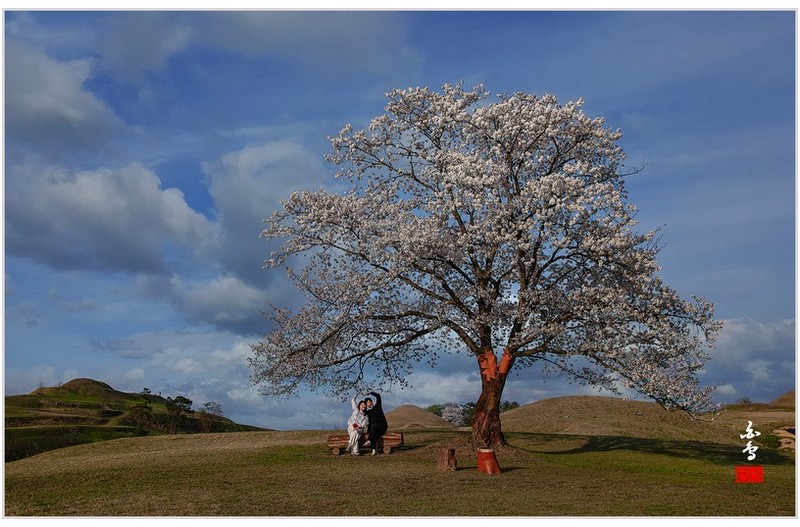 벚꽃이 만개한 날