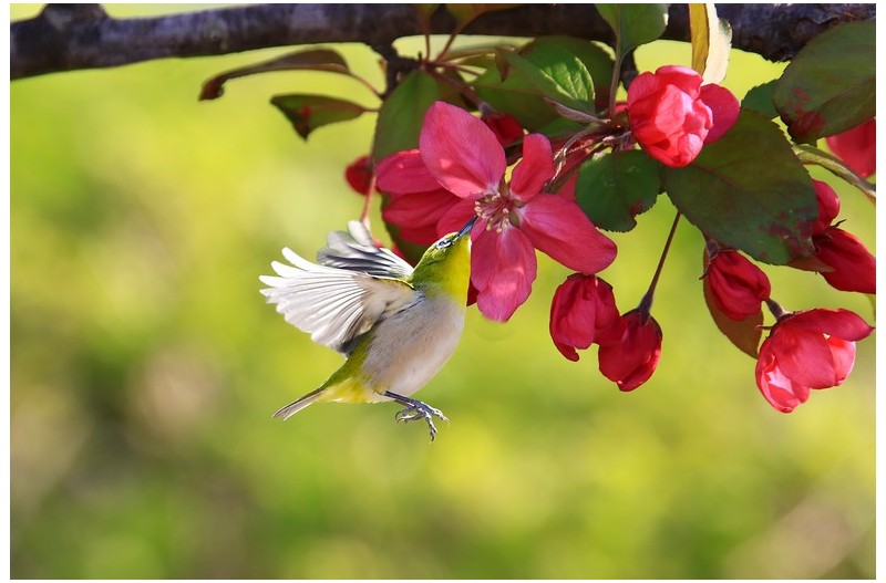 애기사과꽃에 들어온 멋진 새`