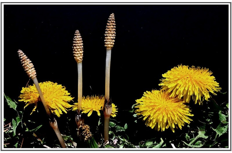 민들래 와 소뜨기