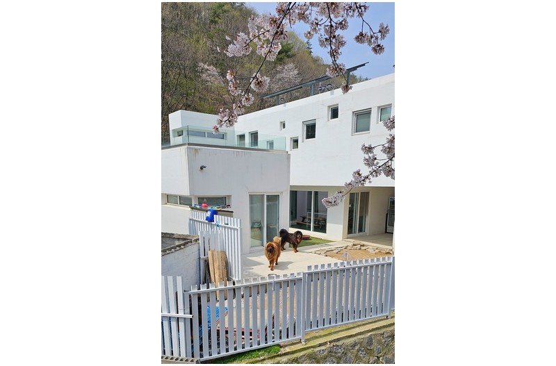  집에서 키우는 사자