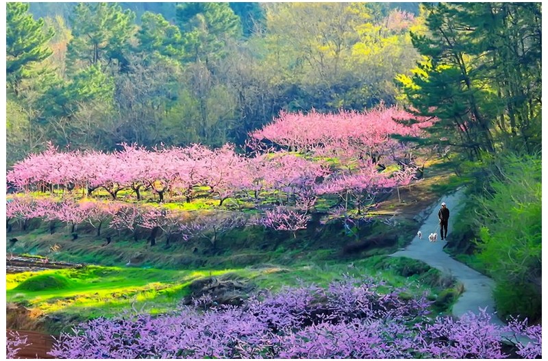 아름다운 꽃과 새`