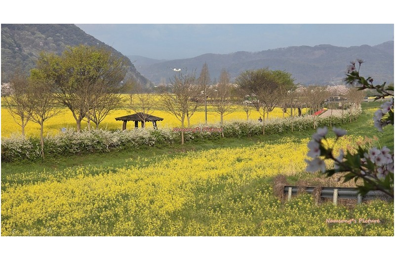 유채꽃이 아름다운 풍경
