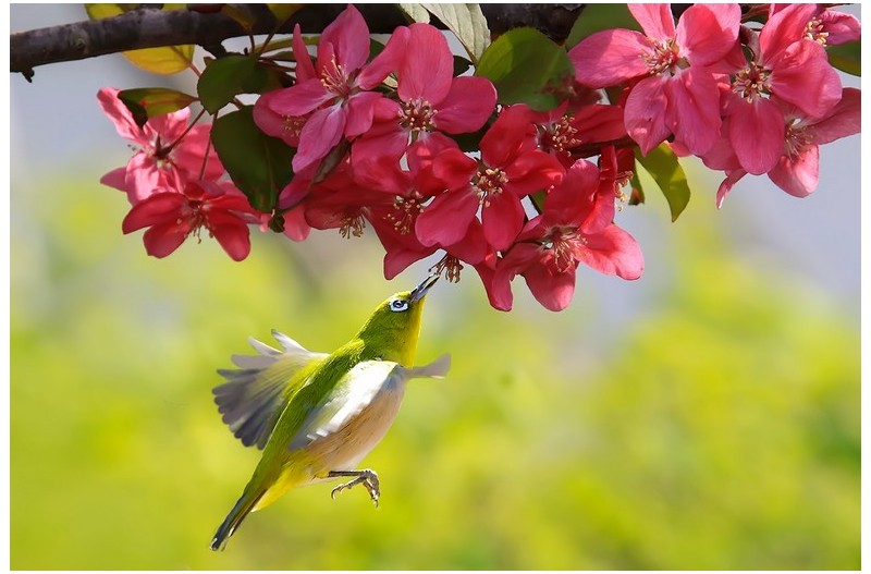 사과꽃과 멋진 세`