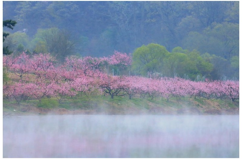 반곡 복사꽃 마을`