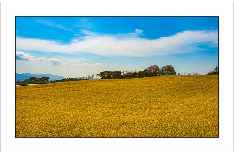 학원농장의  봄...