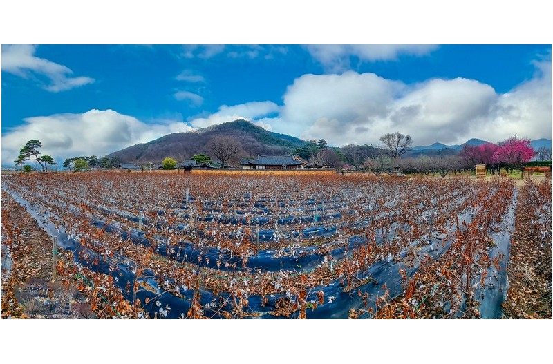 춘경 - 파노라마